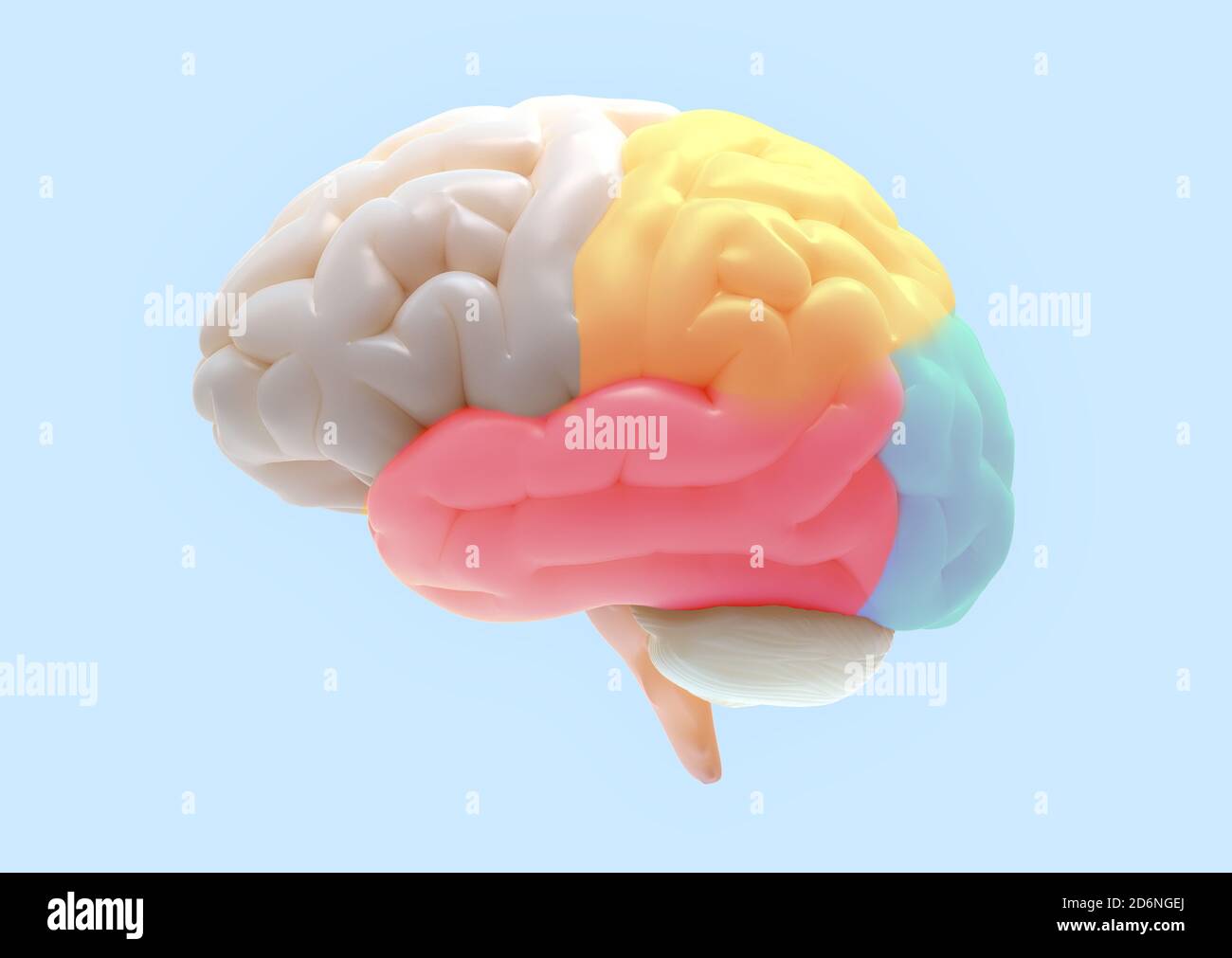 Human brain side diagram hi-res stock photography and images - Alamy
