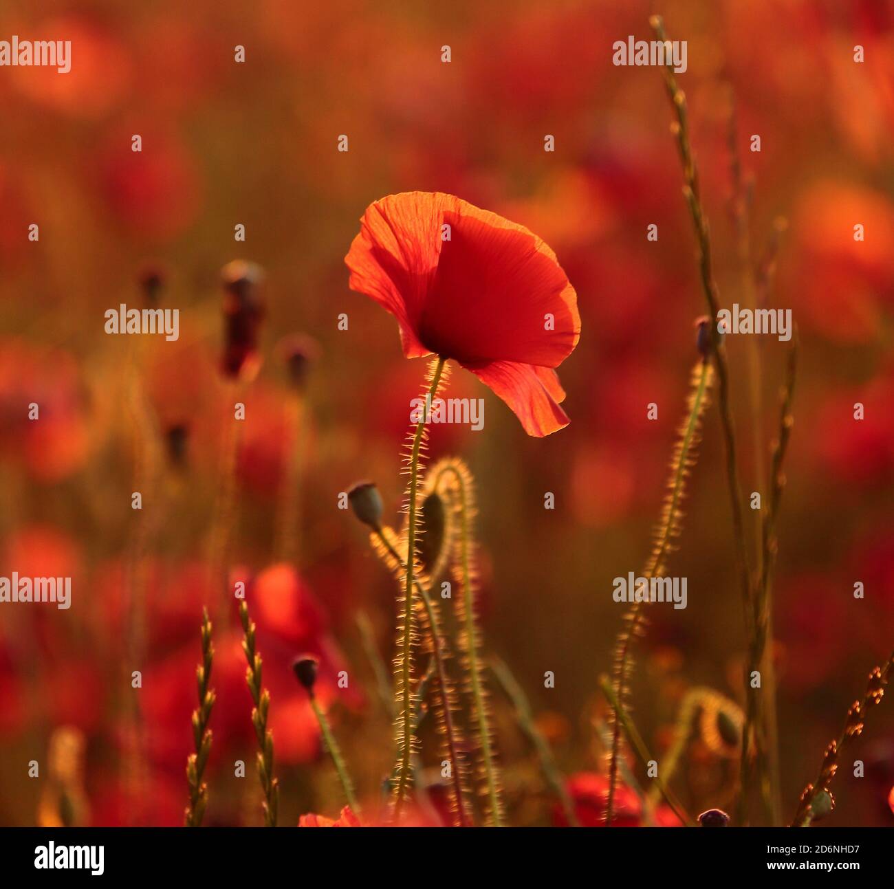 Sunlit Poppy Stow on the Wold cotswolds Gloucestershire Stock Photo - Alamy