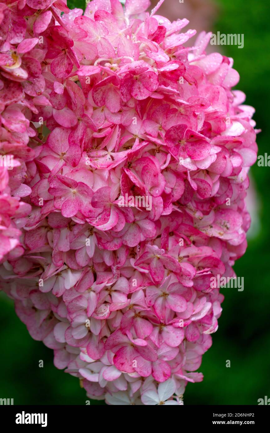 Beautiful hydrangea bud with pink inflorescences and green leaves Stock ...