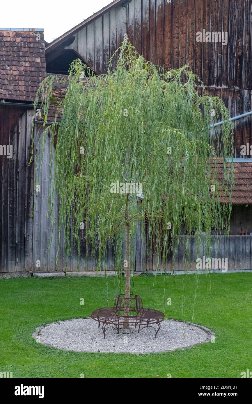 A weeping willow in garden for relaxing Stock Photo