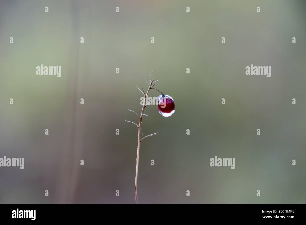 Forest cranberry frozen in a drop of water Stock Photo Alamy