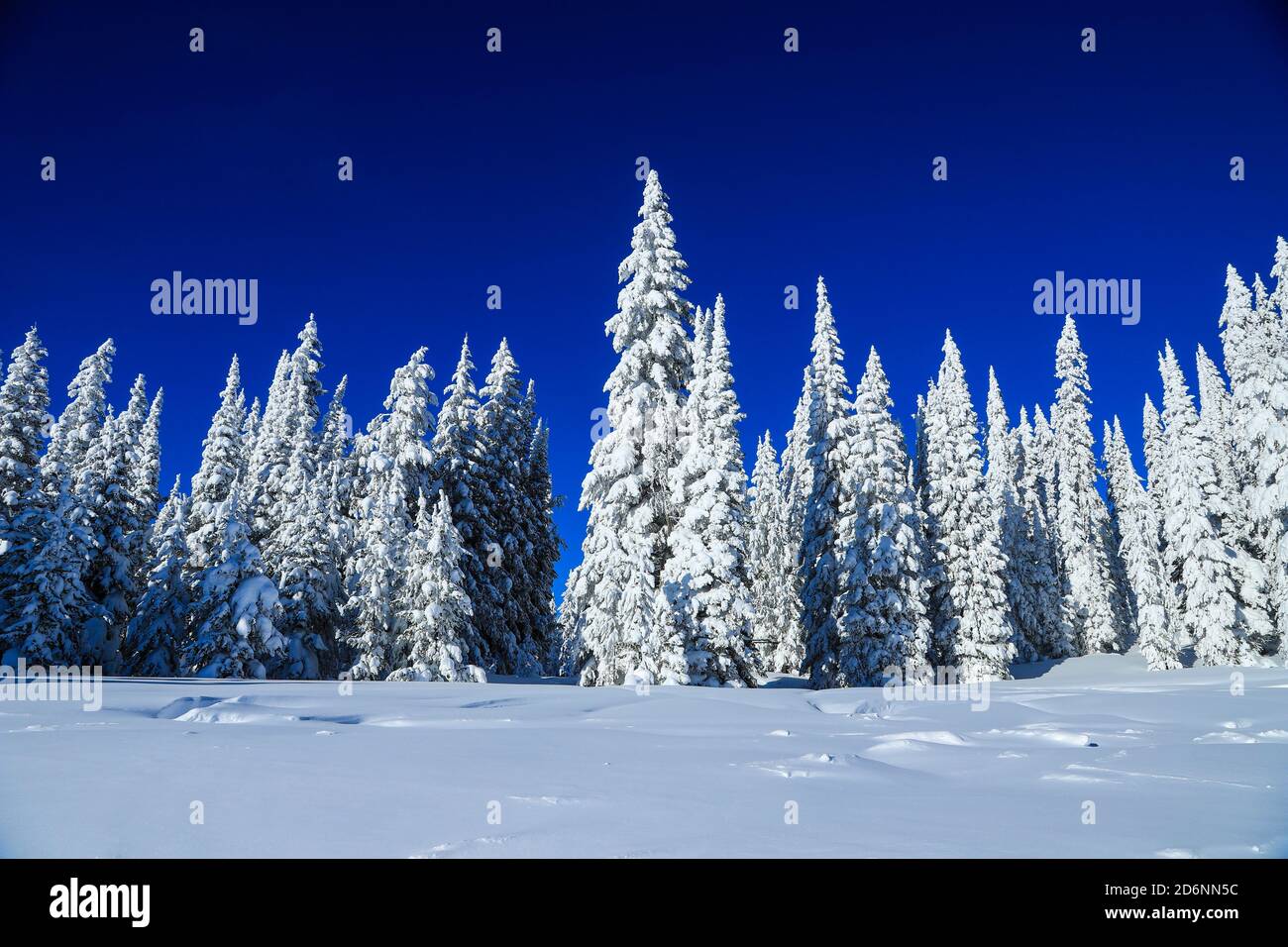 Snow covered pine trees under a blanket of fresh snow and blue sky on a