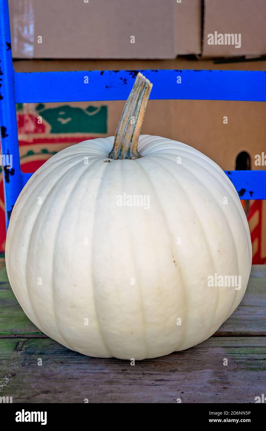 A white pumpkin is displayed at McKenzie Farm Market in Fairhope, Alabama. White pumpkins are also called albino pumpkins or ghost pumpkins. Stock Photo