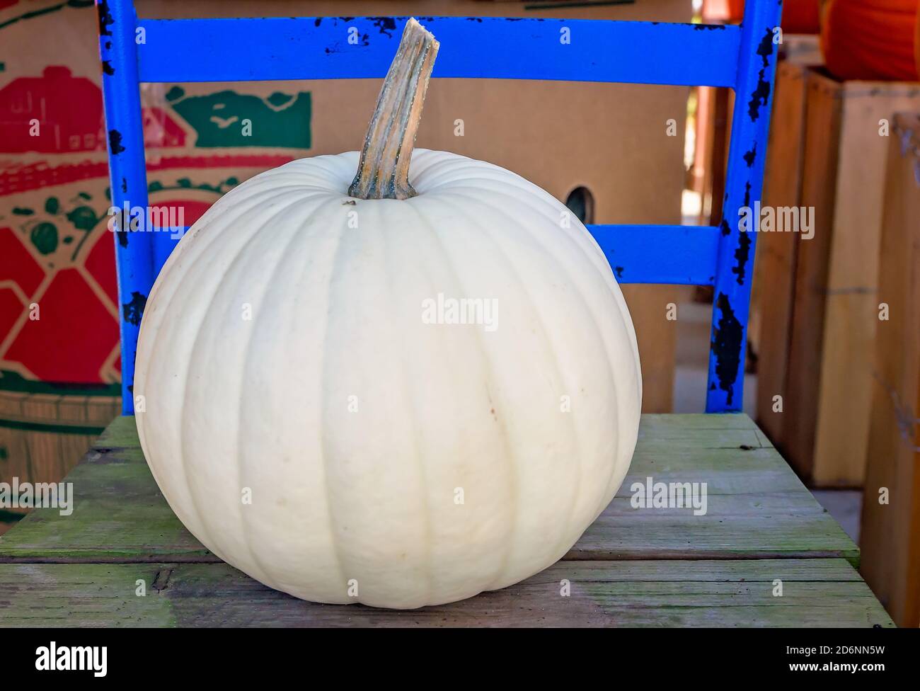 A white pumpkin is displayed at McKenzie Farm Market in Fairhope, Alabama. White pumpkins are also called albino pumpkins or ghost pumpkins. Stock Photo