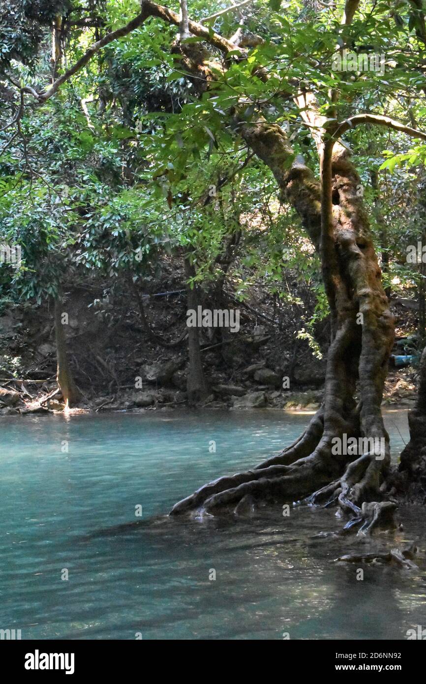 Tree in Blue Water in Erawan National Park in Thailand Stock Photo
