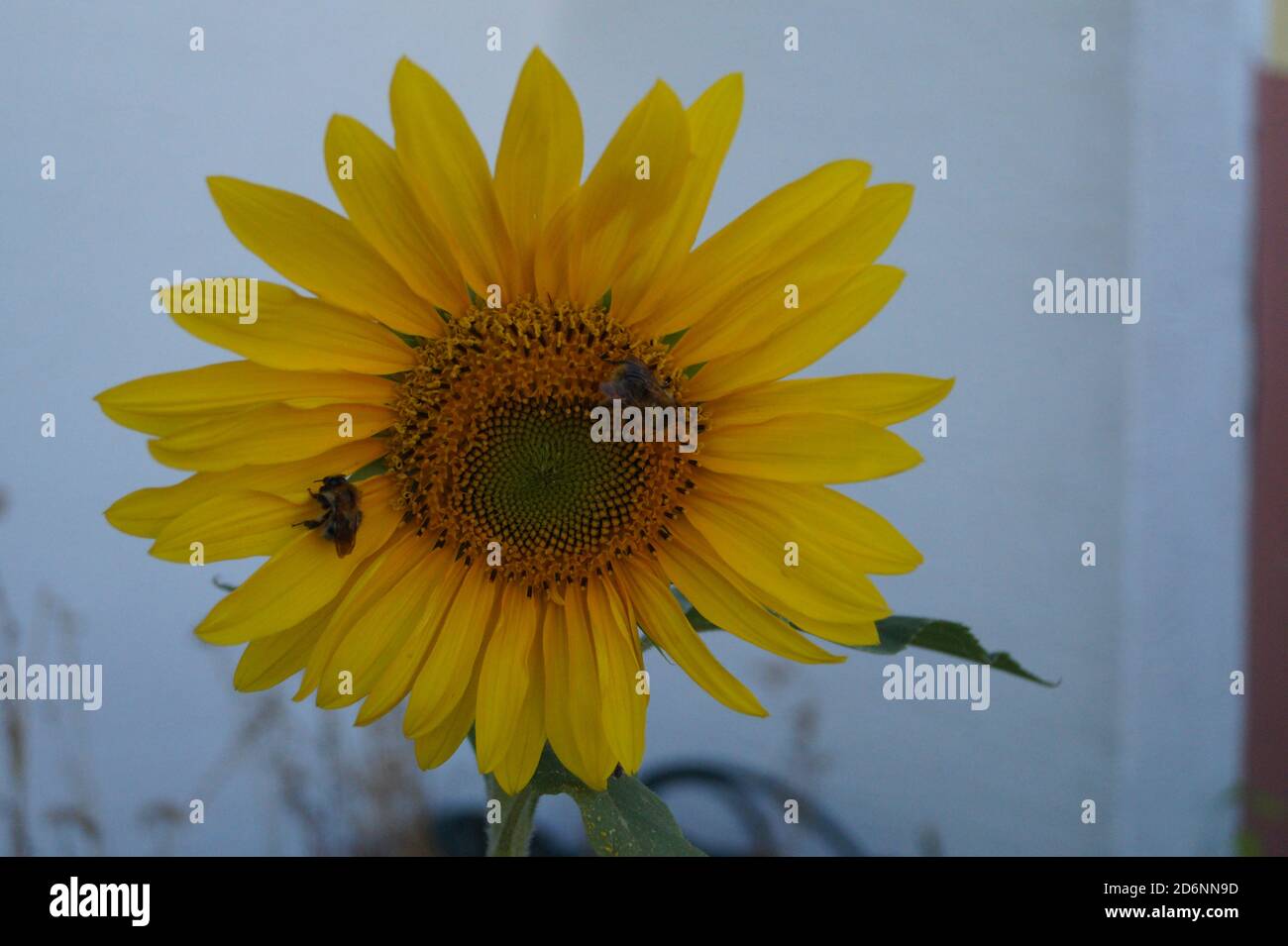 Sonnenblume Stock Photo