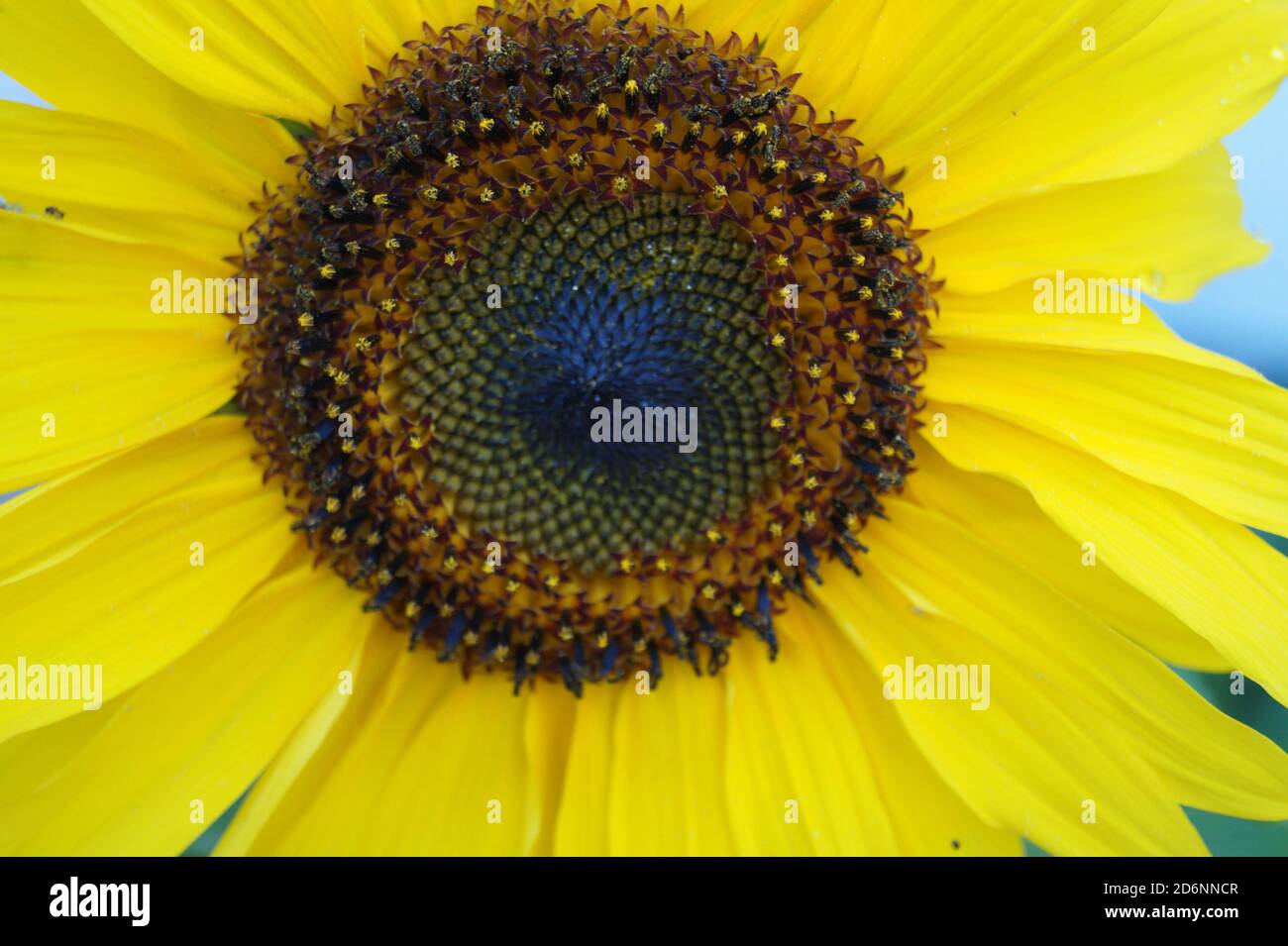 An sonnenblume hi-res stock photography and images - Alamy