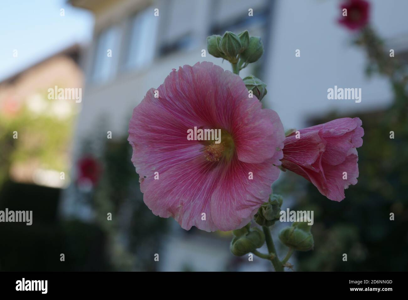 Pinke Blume Stock Photo