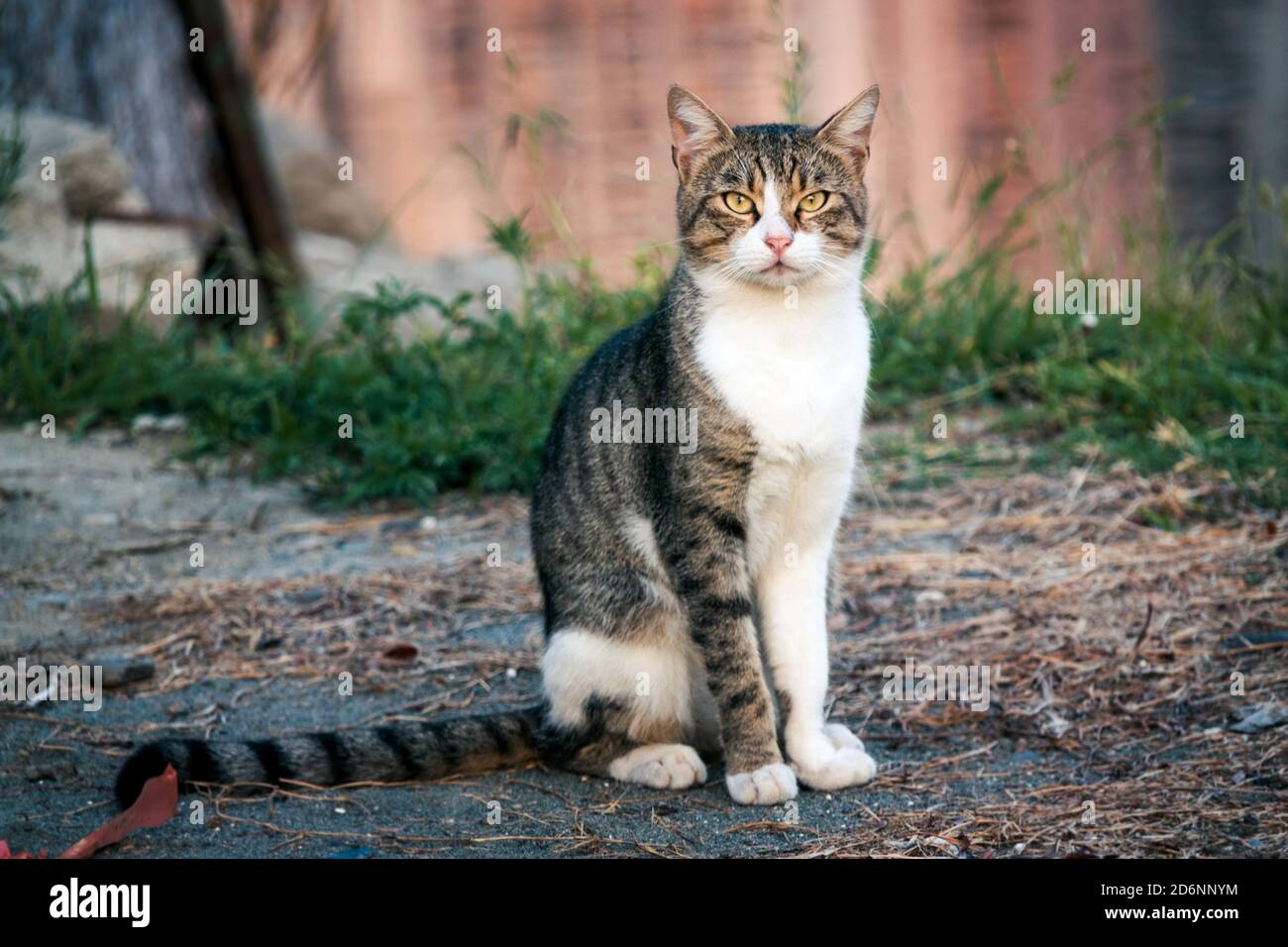 Beatiful street cat portrait sitting outdoors Stock Photo - Alamy