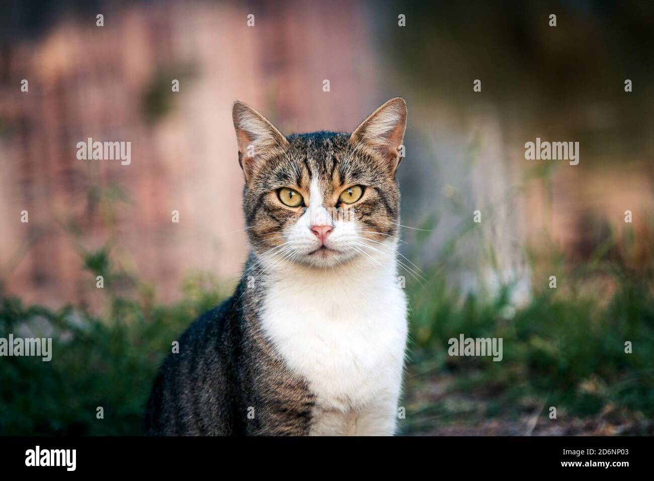 Beatiful street cat portrait sitting outdoors Stock Photo - Alamy