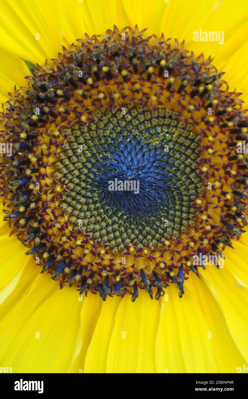Sonnenblume Stock Photo