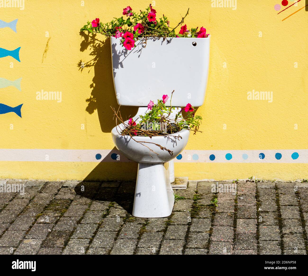 An old toilet converted into a flower pot outside a public toilet in Bantry, County Cork, Ireland. Stock Photo