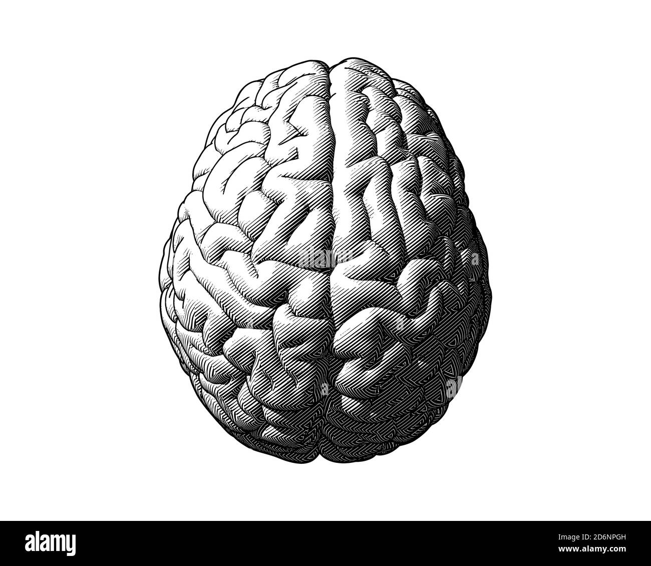 Monochrome engraving drawing brain in top view isolated on white background in striped line style Stock Photo