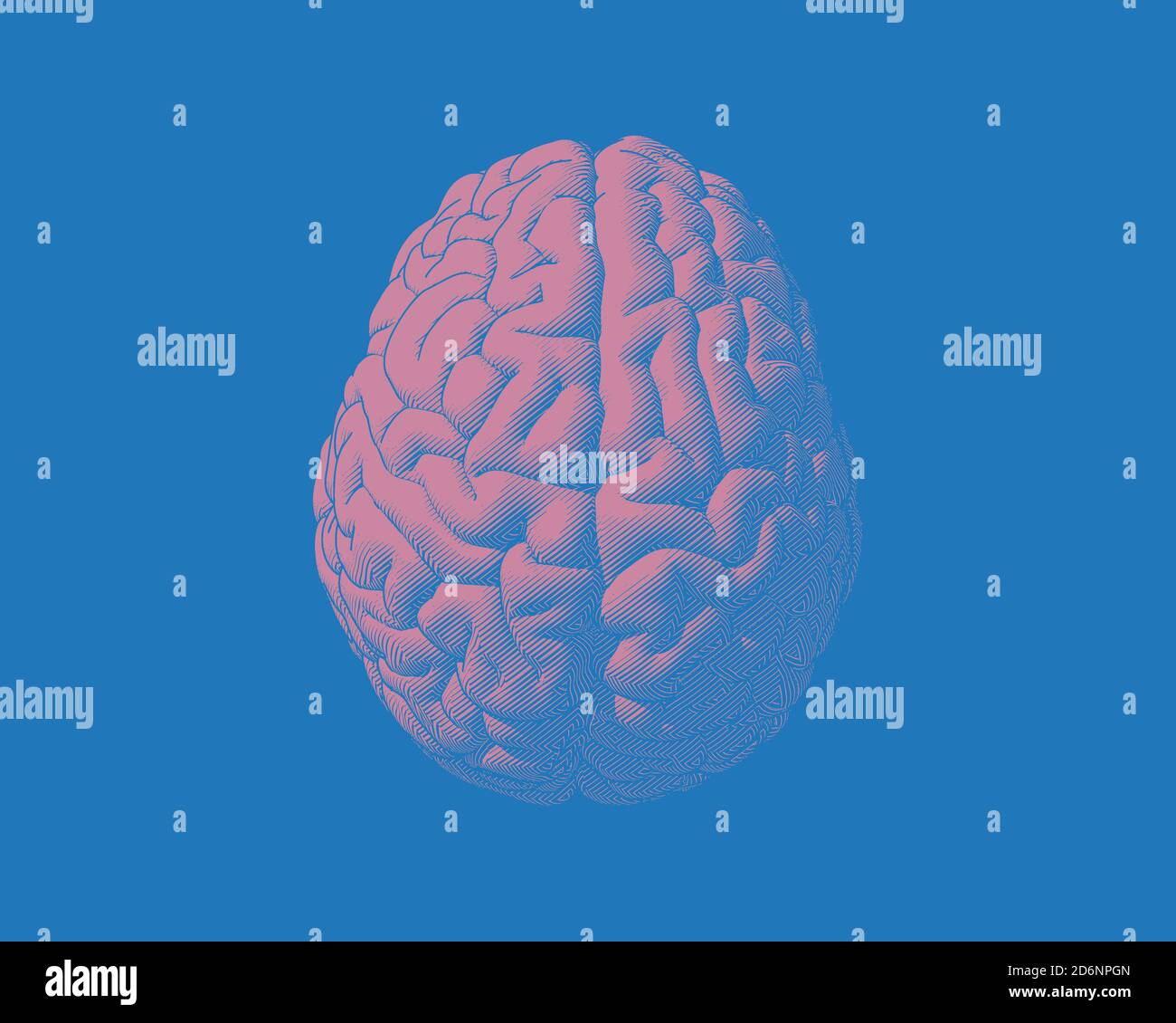 Pink engraving drawing brain in top view isolated on blue background in ...