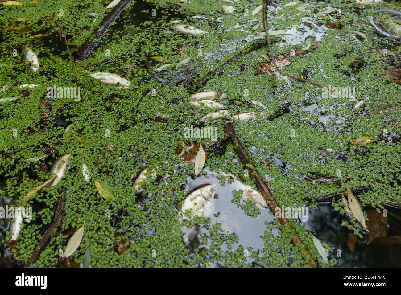Dead fish float in polluted water on the surface of river Stock Photo