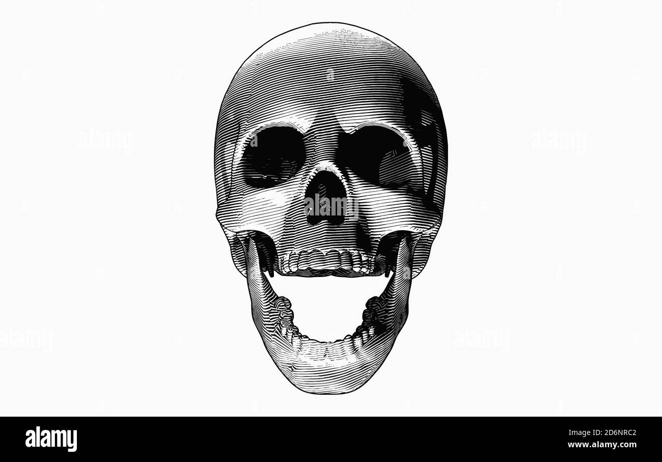 Engraving drawing skull open mouth with bottom lighting isolated on white  background Stock Photo - Alamy
