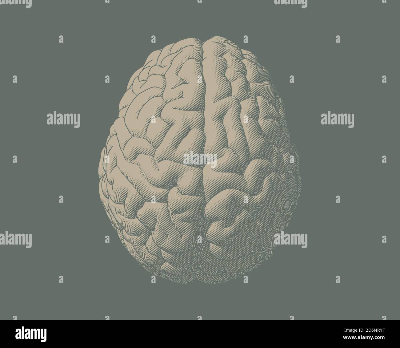 Engraving drawing brain in top view illustration isolated on earth tone ...