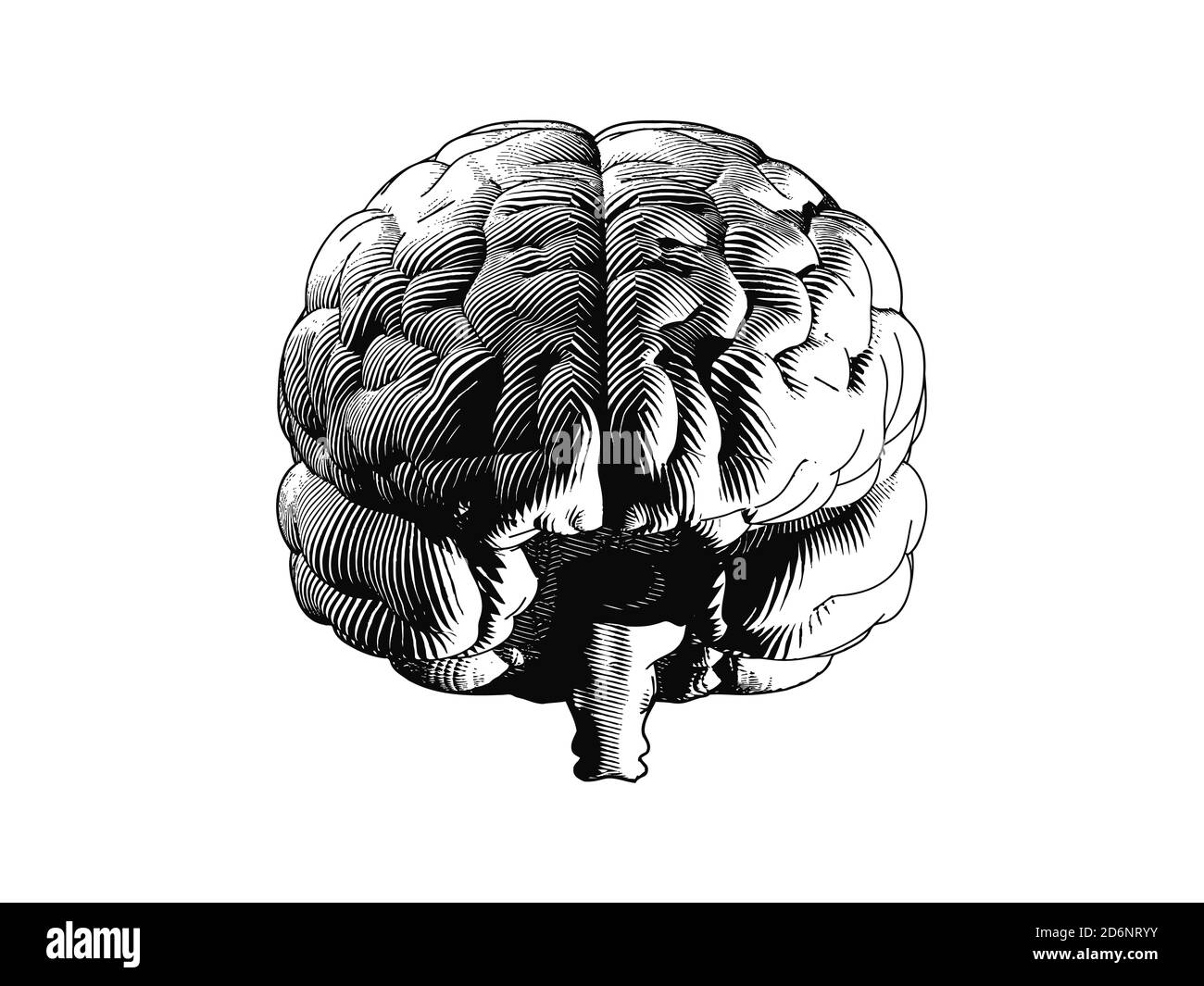 Ковид и мозг. Мозг гравюра. Мозг скетч. Мозг человека гравюра. Мозг рисунок.