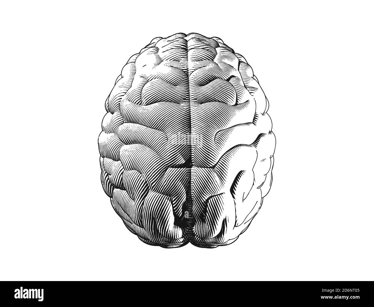 Monochrome human brain top view engraving illutration isolated on white background Stock Photo