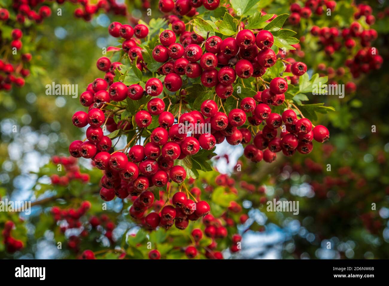 Hawthorn berries of the hawthorn tree or bush (Crataegus), in a