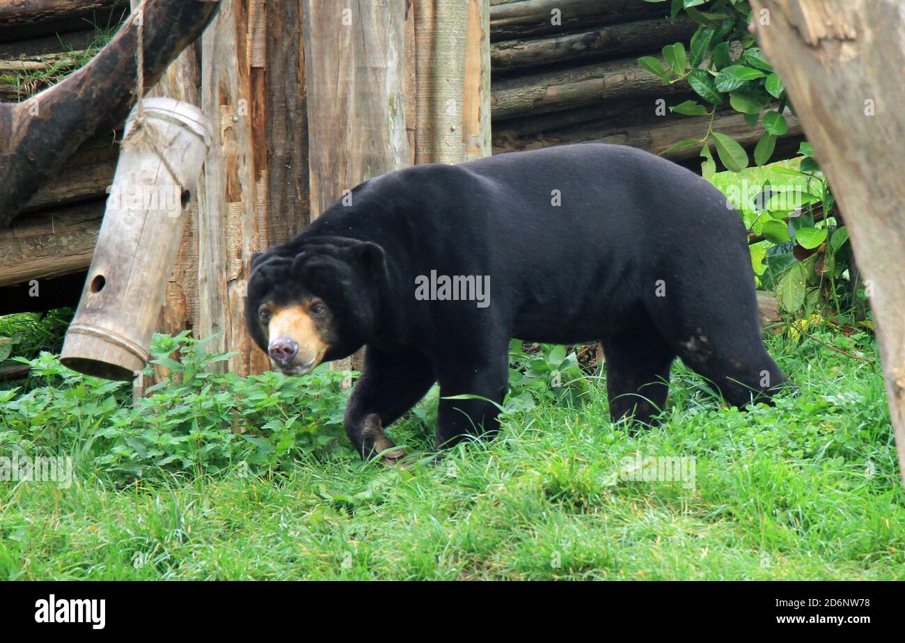 Andean bear at Chester zoo Stock Photo - Alamy