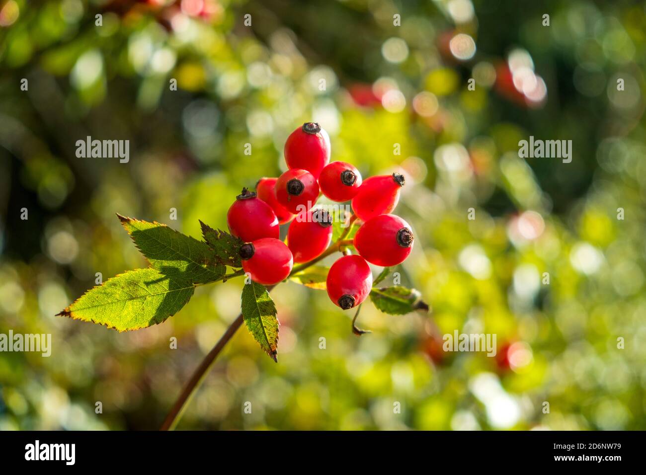 Rosehips growing wild in a hedgerow. Stock Photo