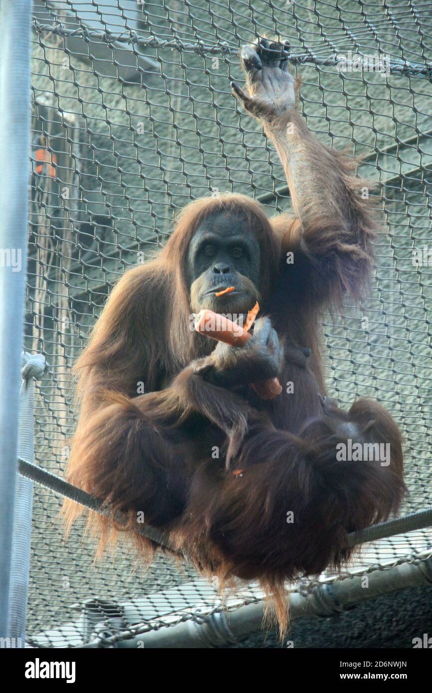 Largest truly arboreal animal hires stock photography and images Alamy