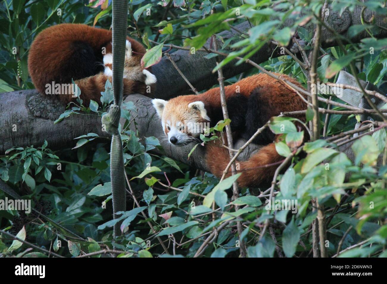Red panda at Chester zoo Stock Photo - Alamy Red panda at Chester zoo Stock Photo - Alamy