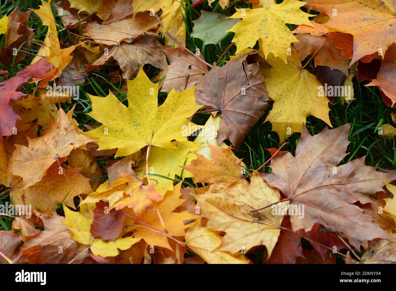 Autumn Leaves Stock Photo