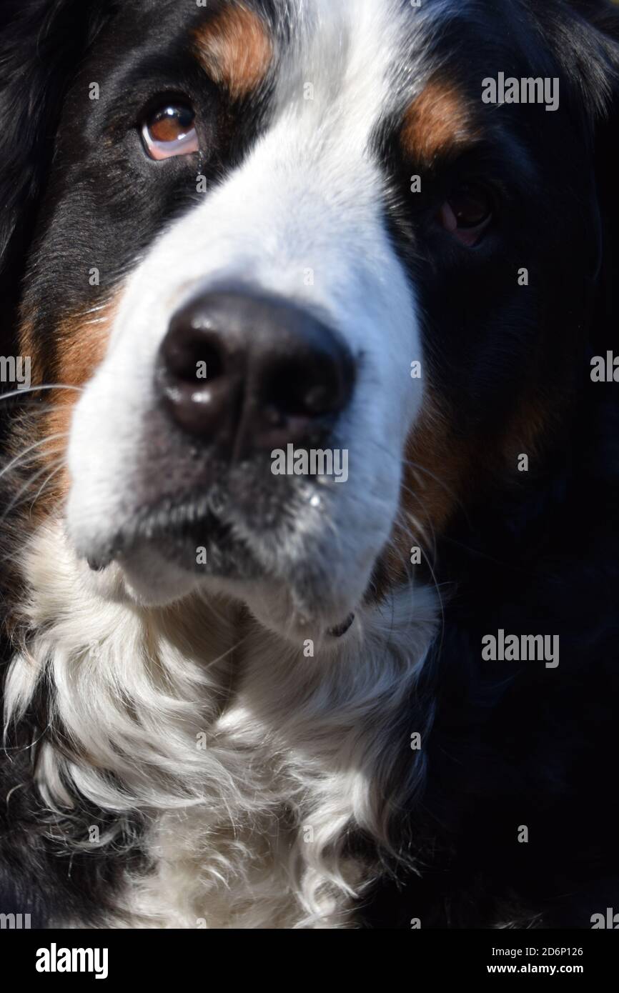 Female Bernese Mountain Dog Stock Photo