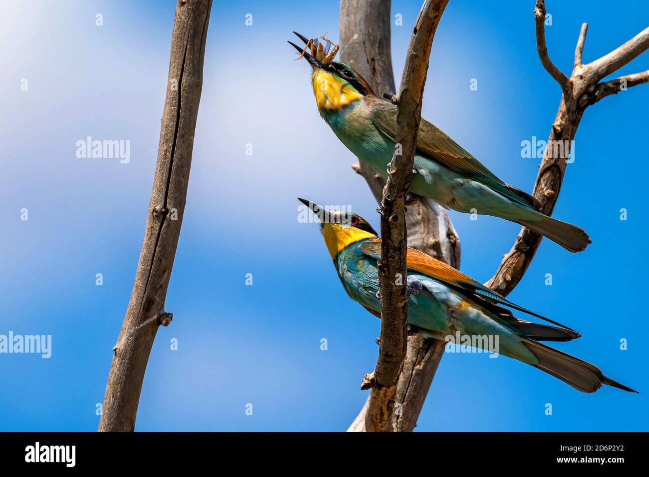 Bird eating insect hi-res stock photography and images - Alamy