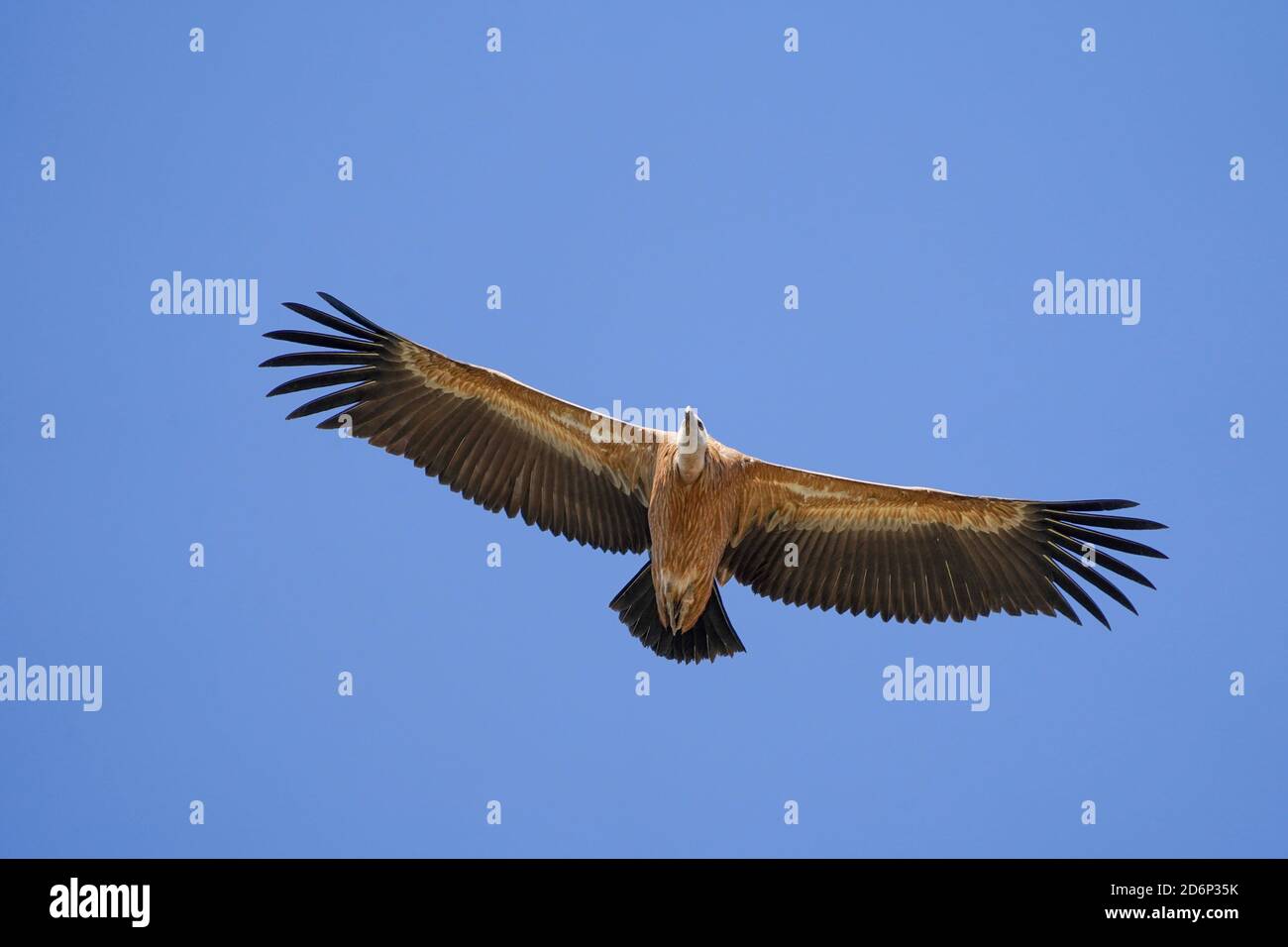 Griffon vulture (gyps fulvus) flying, soaring over land, Los Barrios, Spain. Stock Photo
