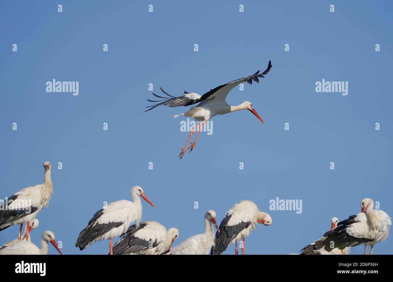 White stork (Ciconia ciconia) in flight, Los Barrios, Andalucia, Spain Stock Photo