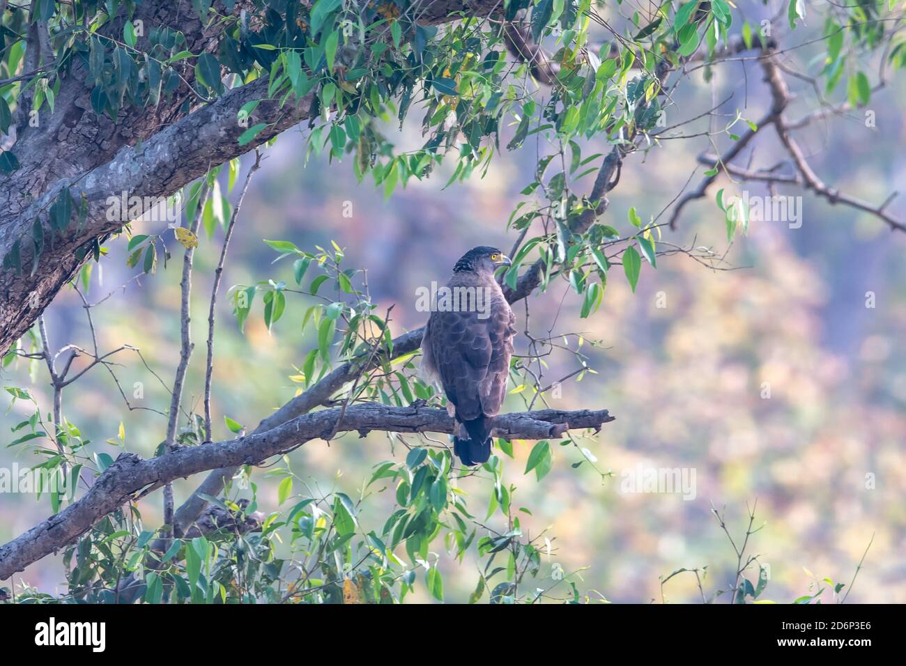 Crested honey buzzard (Pernis ptilorhynchus) perched in a tree in India Stock Photo
