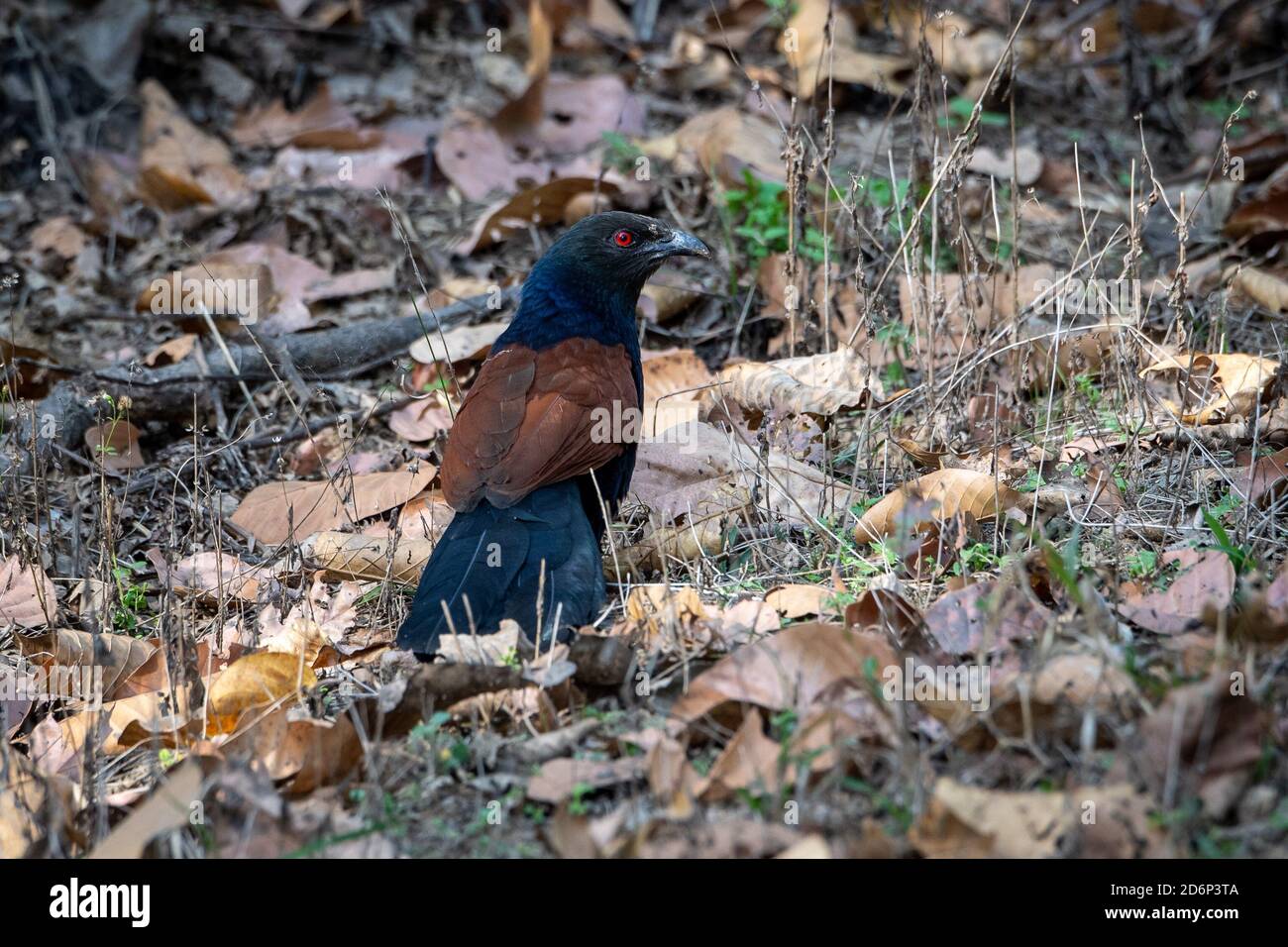 Bharadwaj bird hi-res stock photography and images - Alamy
