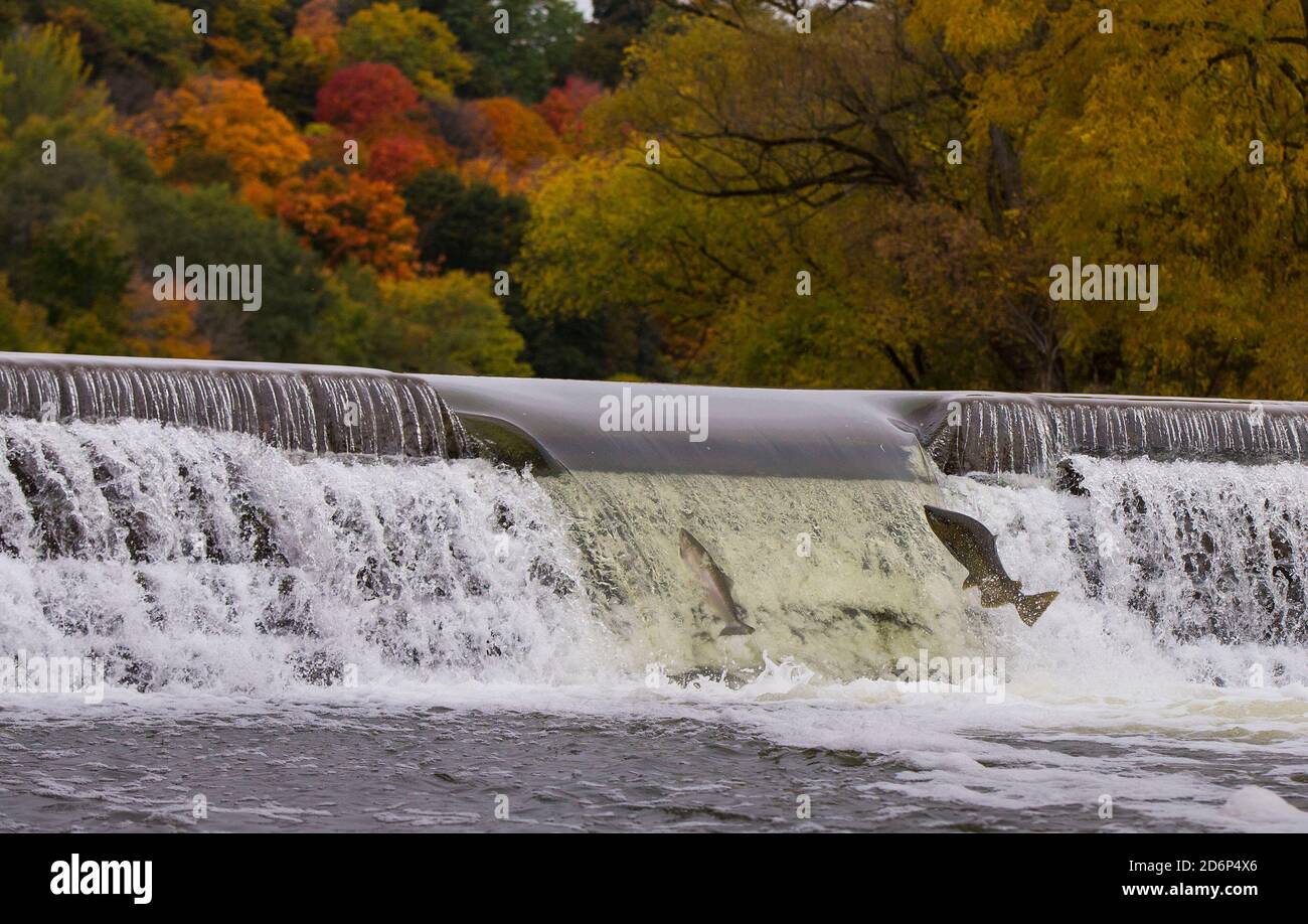Toronto Canada 18th Oct Salmons Try To Jump Over A Dam During Their Migration To The Spawning Grounds In Humber River In Toronto Ontario Canada Oct 18 Every Autumn Thousands