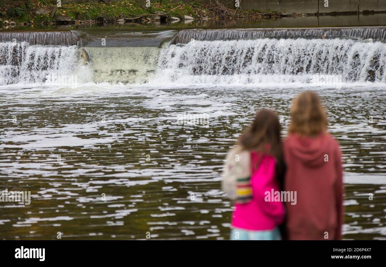Many thousands of salmon hires stock photography and images Alamy