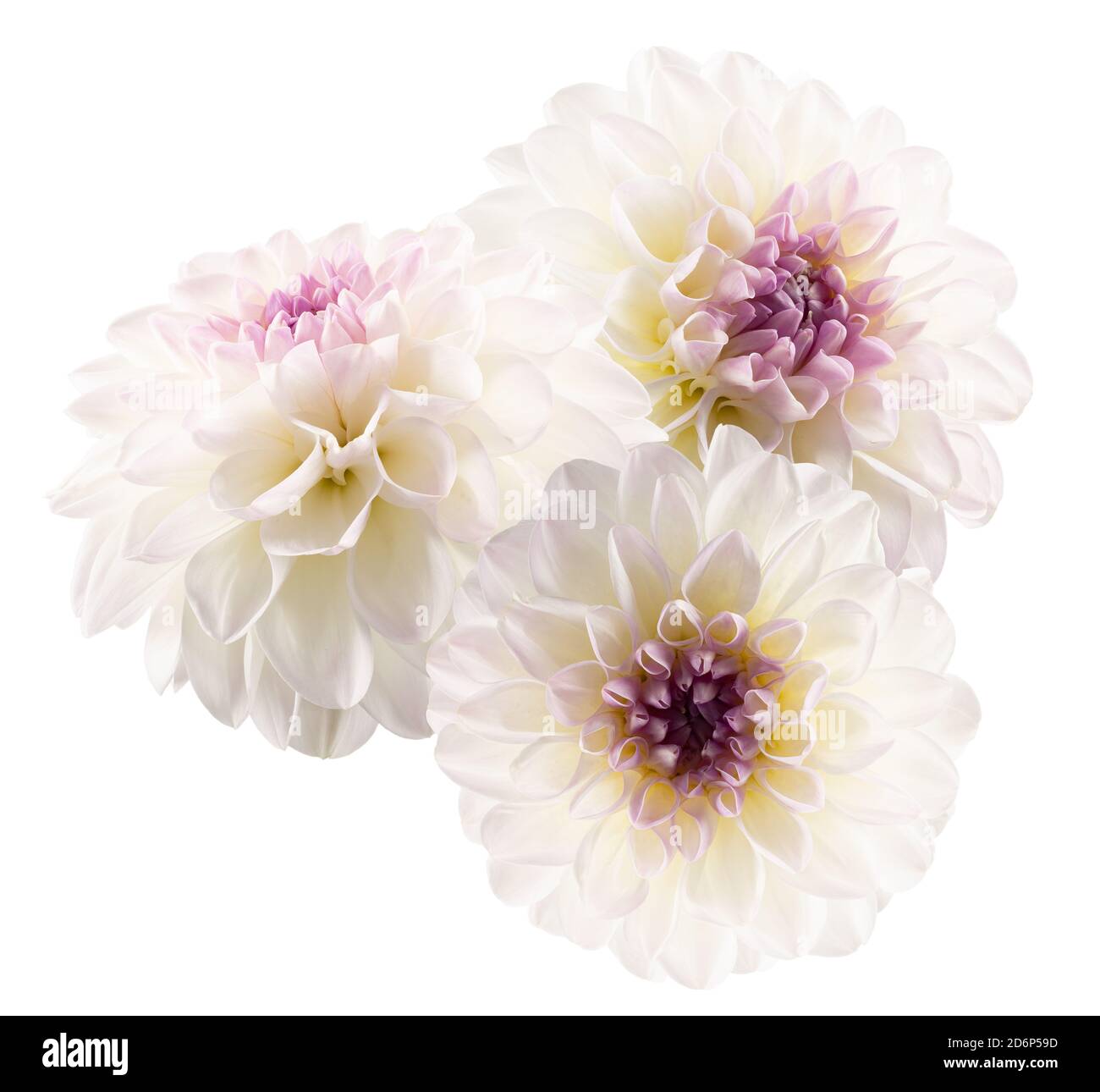white dahlias isolated on a white background Stock Photo - Alamy
