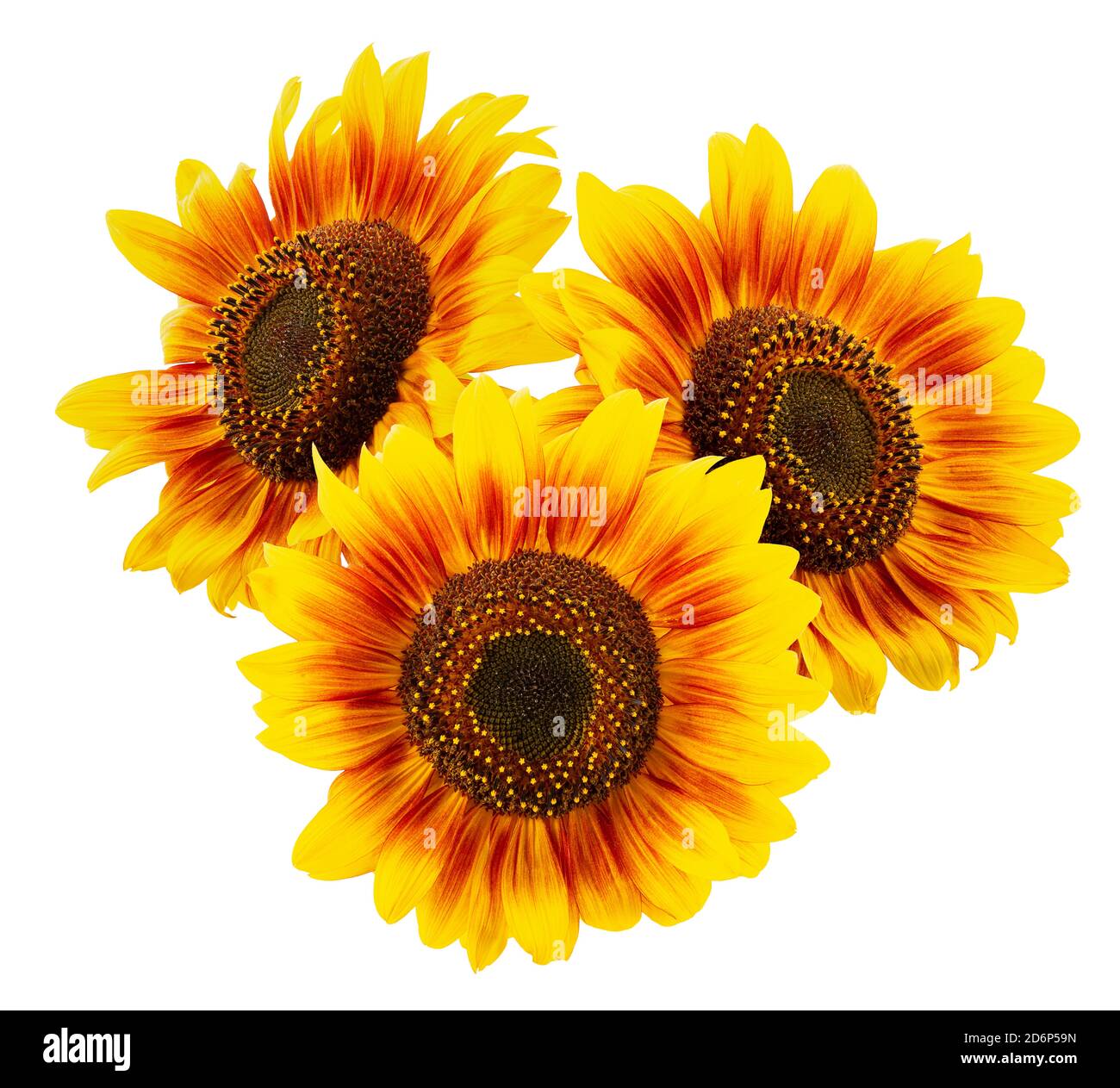 sunflowers isolated on a white background. Stock Photo