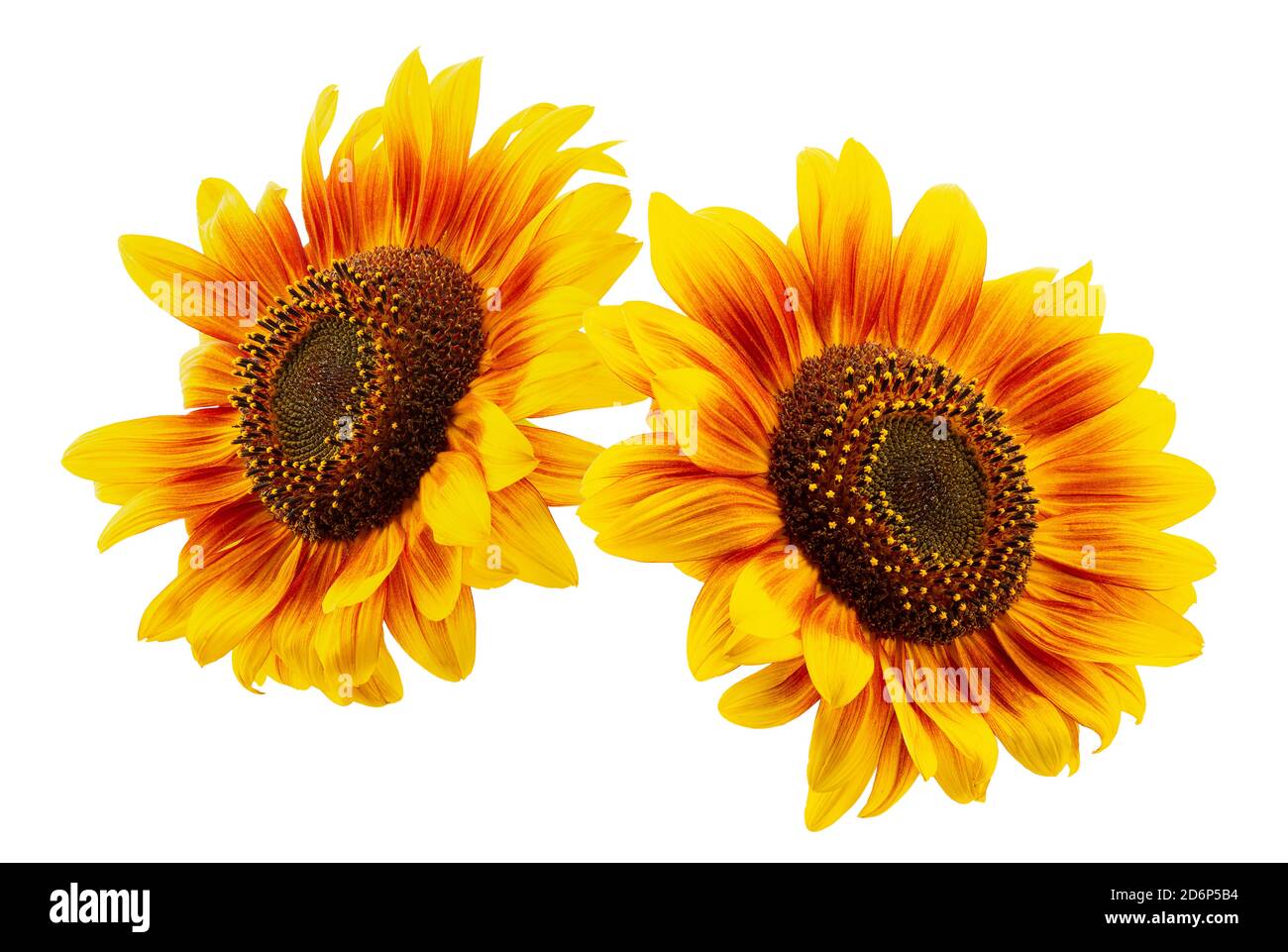 sunflowers isolated on a white background. Stock Photo