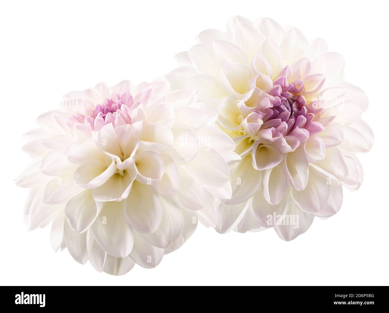 white dahlias isolated on a white background Stock Photo - Alamy