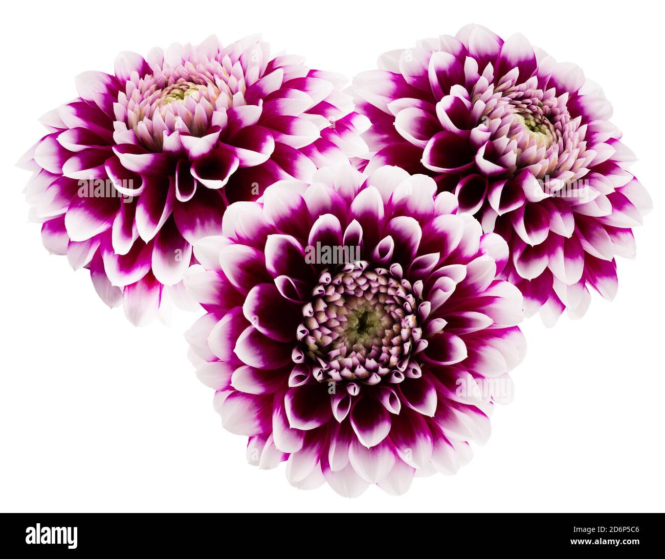 purple dahlias isolated on a white background. Stock Photo