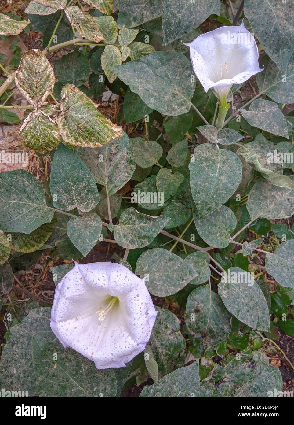 one white sacred datura wrightii flower Closeup open blooming in garden Stock Photo
