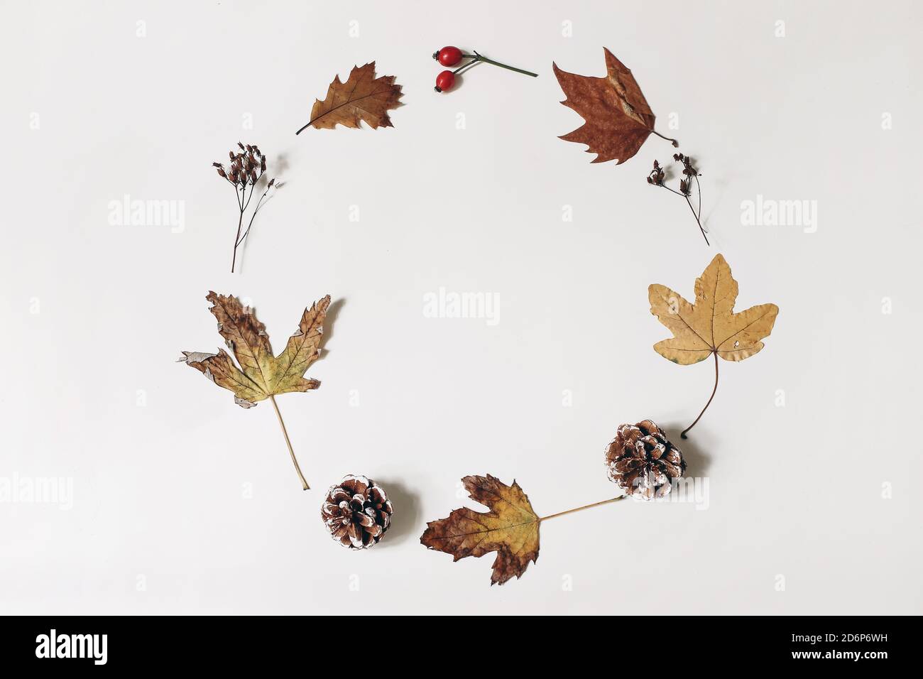 Colorful autumn maple, oak leaves and pine cones with dry plants laid on a white table background. Natural floral fall circle, wreath composition with Stock Photo