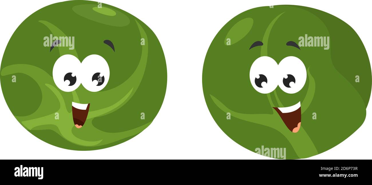 Brussels sprout, illustration, vector on white background. Stock Vector