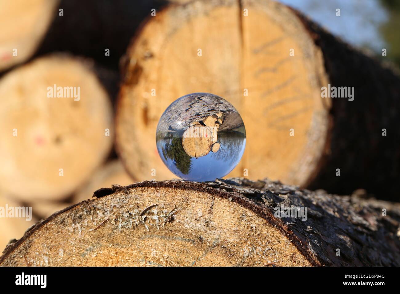 Freshly sawn logs seen through a glass ball Stock Photo - Alamy