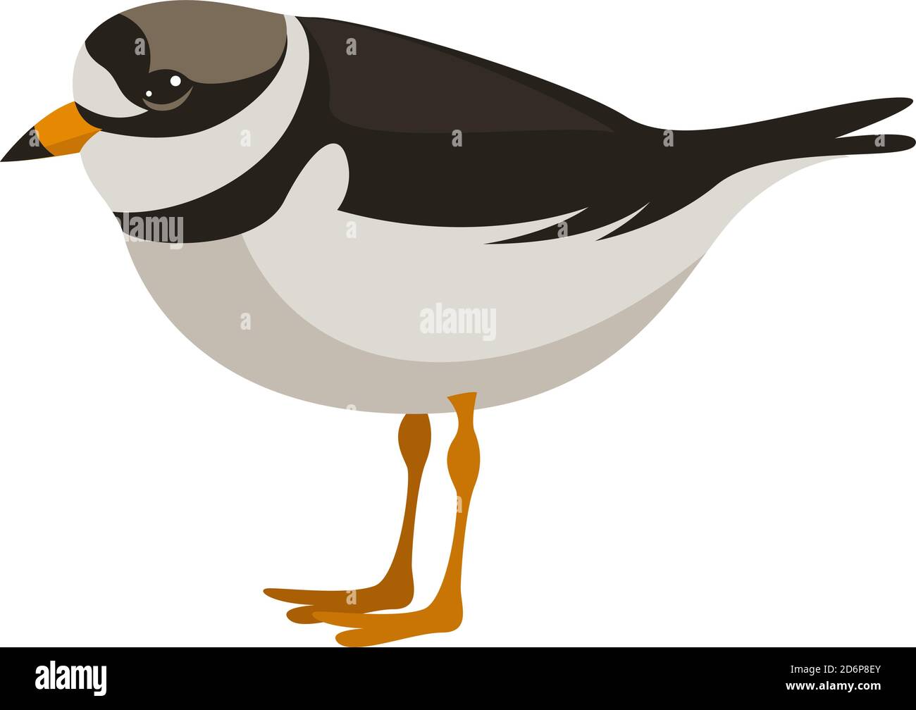 Collared plover, illustration, vector on white background. Stock Vector