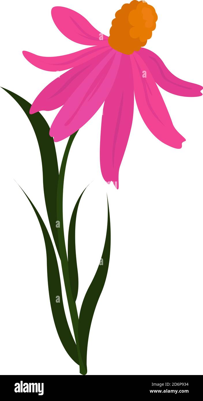 Pink coneflower, illustration, vector on white background Stock Vector