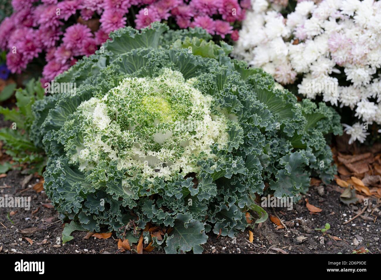 White Ornamental Flowering Kale Growing in garden, Autumn Flowers, Plants, Perennials Brassica oleracea Stock Photo