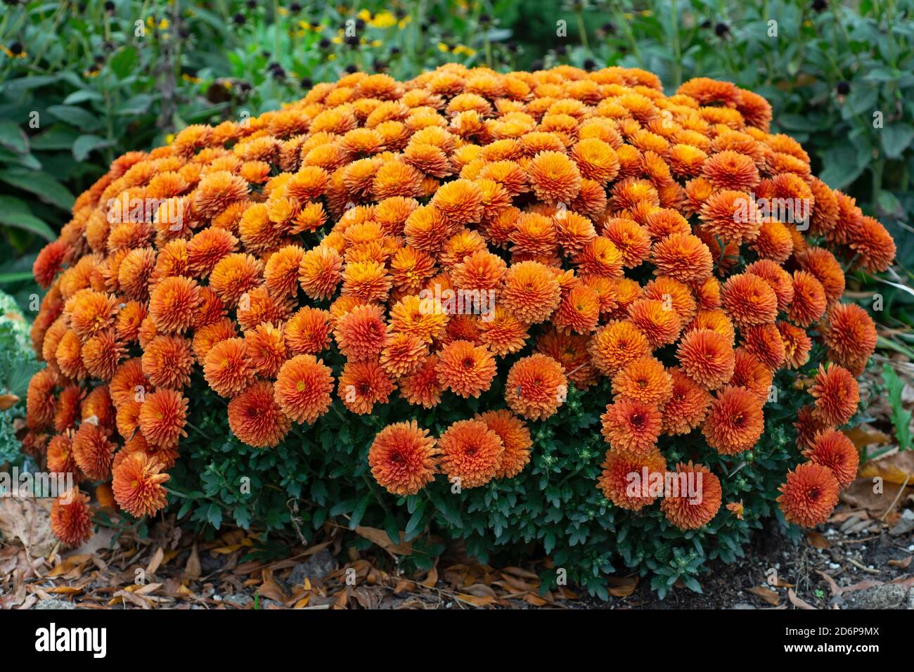Orange Chyrsanthemum, Chrysanthemums Flowers Growing in Garden Stock Photo